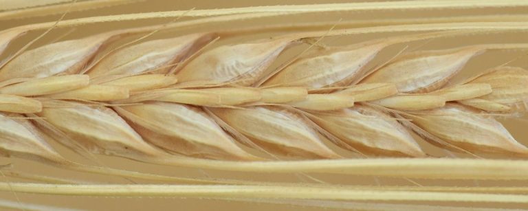 Gerstenähre: Natürliche Energie für Fitness und Ernährung.