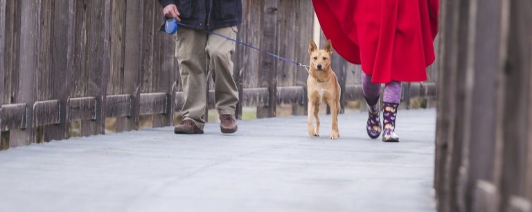 Zwei Personen und Hund auf einem Holzsteg, gesundes Leben