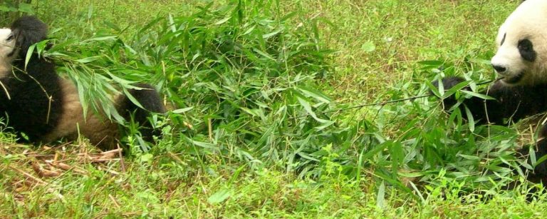 Zwei Pandas knabbern an Bambus in üppigem Grün, ein Symbol für natürliche, gesunde Ernährung.