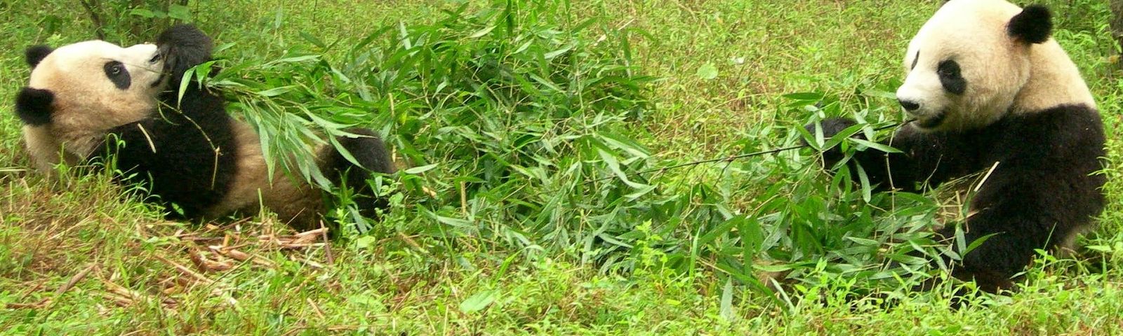1710-duurzaam-eten-wordt-steeds-populairder-1600×480 Zwei Pandas knabbern an Bambus in üppigem Grün, ein Symbol für natürliche, gesunde Ernährung.