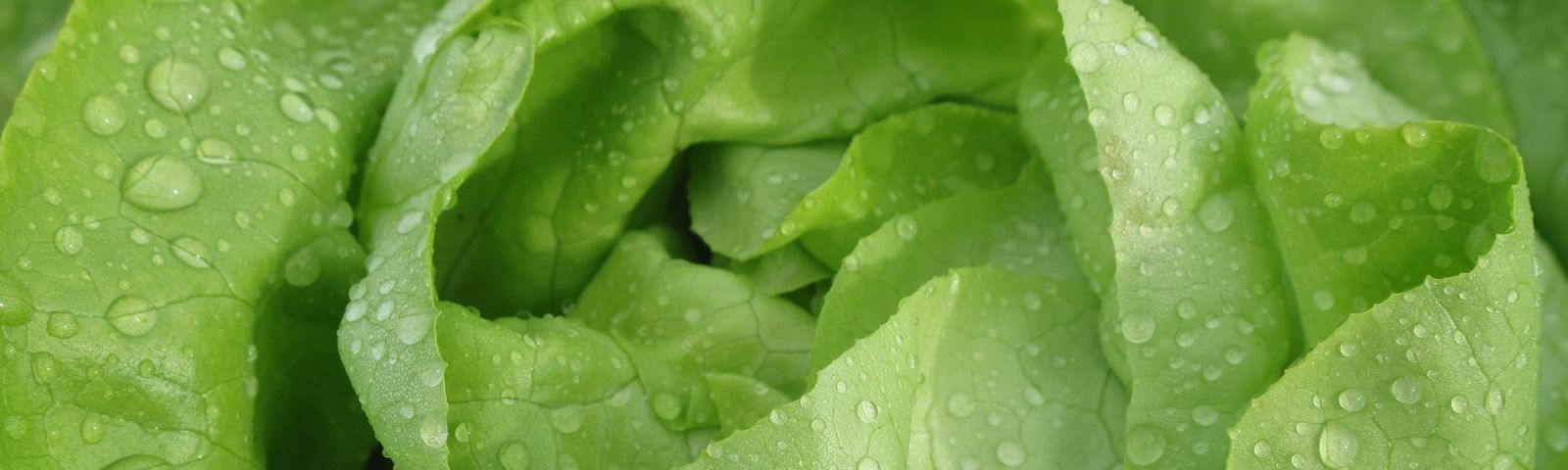 Gesunde, grüne Salatblätter mit Wassertropfen. Perfekt für Fitness-Mahlzeiten.