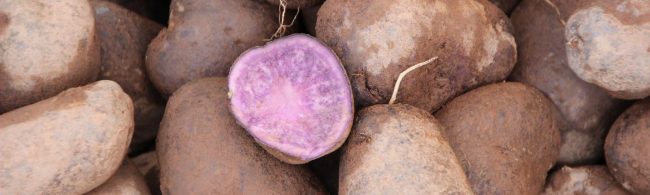 Purple potatoes, packed with antioxidants for your fitness journey.