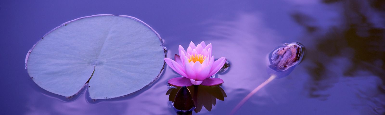 BF-afvalmeditatie-1600×480 Pinke Seerose und Seerosenblatt im Wasser – Vitalität für Fitness-Ernährung.