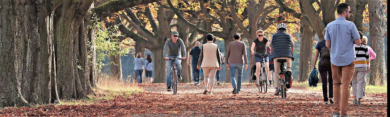 BF-dagelijkse-beweging-1600×480 Fitness-Fans genießen eine Radtour im Herbst durch einen Park mit alten Bäumen und Blättern.