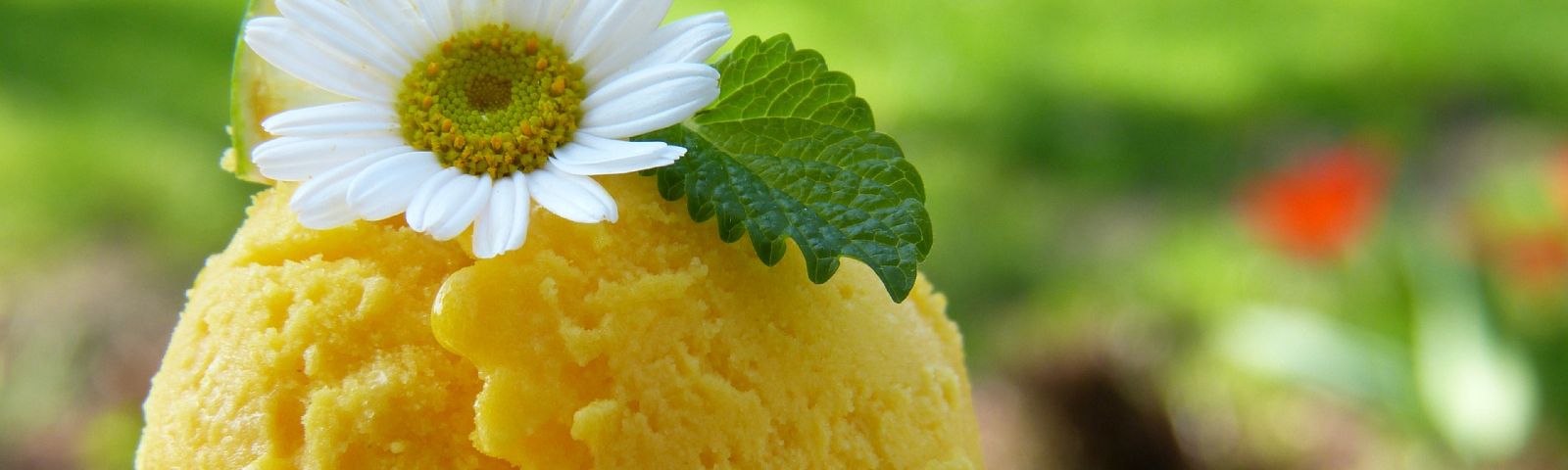 BF-sinaasappel-tijm-ijs-1600x480_1 Gelbes Sorbet mit Blüte und Blatt – erfrischend und gesund für dein Training.