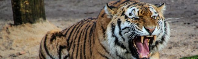 Ein Tiger im Fitnessstudio, bereit für das nächste Workout.