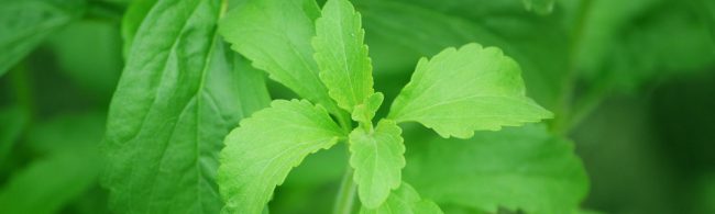 BF-suikeralternatieven-1600×480 Stevia-Blätter: Natürliche Süße für deine Fitness-Ernährung.