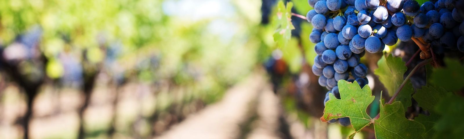 Reife dunkle Trauben im Weinberg für gesunde Ernährung und Fitnessgetränke.