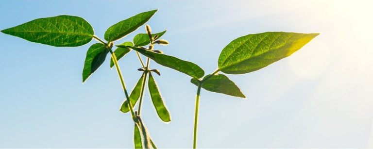 Grüne Pflanze im Sonnenlicht - gesunde Ernährung für Fitness.