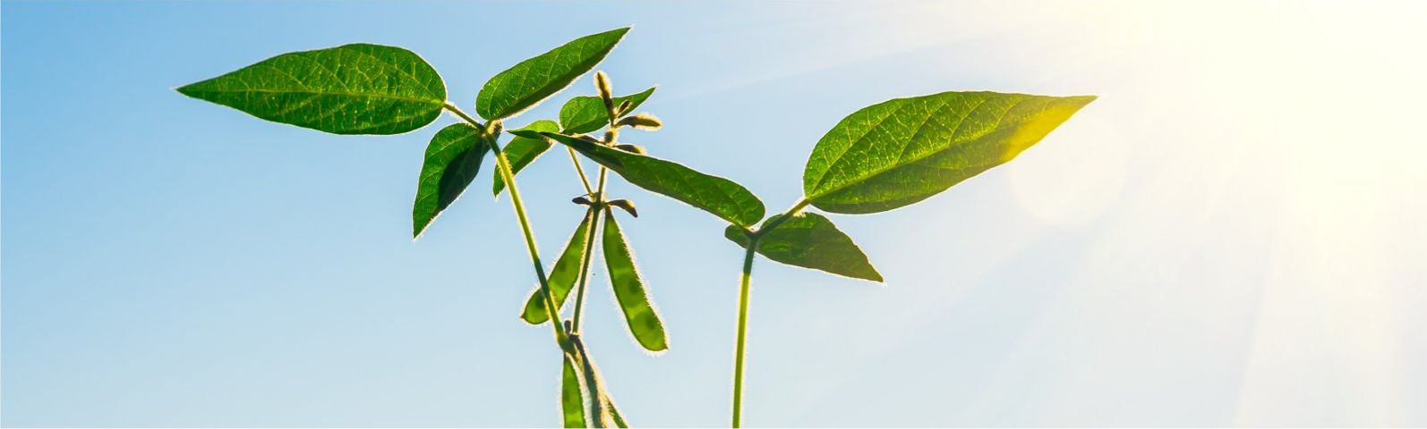 Grüne Pflanze im Sonnenlicht - gesunde Ernährung für Fitness.