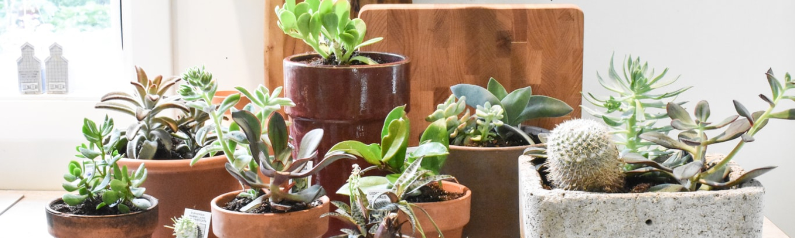 Verschiedene Sukkulenten und Kakteen in Töpfen, ideal für die Gesundheit und Ernährung.