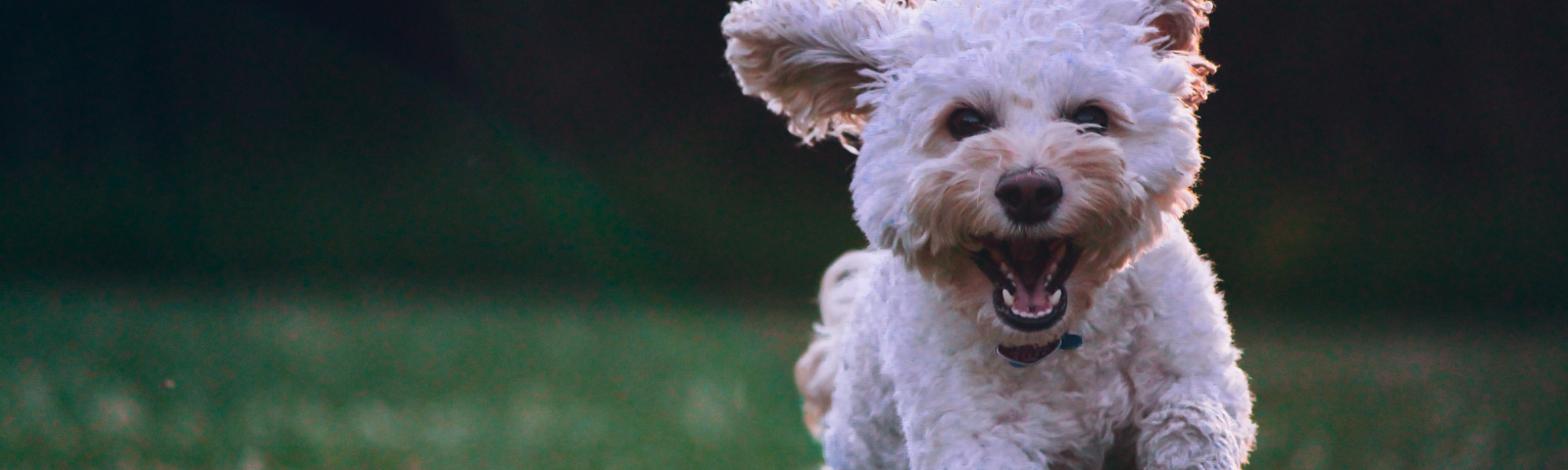 Geluksmomentje 1600 x 480 Fröhlicher Hund im Freien, perfekt für Fitness und gesunde Ernährung.