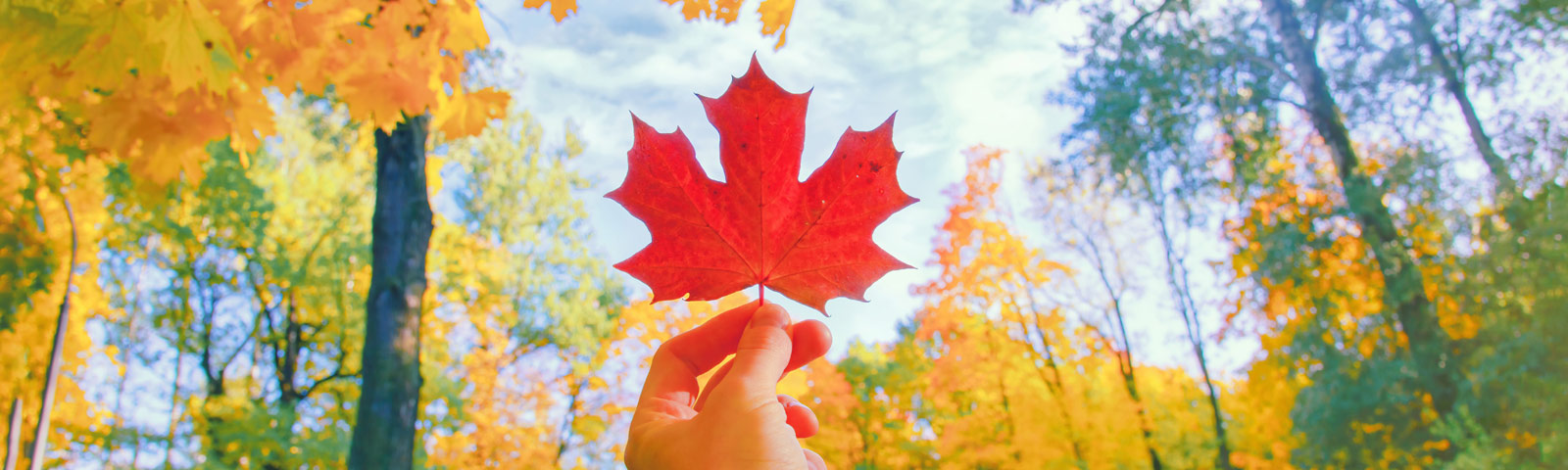 Autumn forest trail in the Netherlands with golden beech leaves covering the path and soft sunlight filtering through the trees.